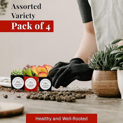 Live Succulents Plants Mystery Pack - Variety of Well Rooted Plants in 2 Inch Pots - Real, Small, Assorted Houseplants for Indoor, DIY, Home Decor, Wedding, or Birthday Gifts (64 Pack)