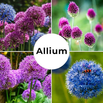 Purple Allium Bulbs for Planting - Easy to Grow Perennial Flowers, Top Size Bulbs, Large Spherical Blooms (5 Bulbs)