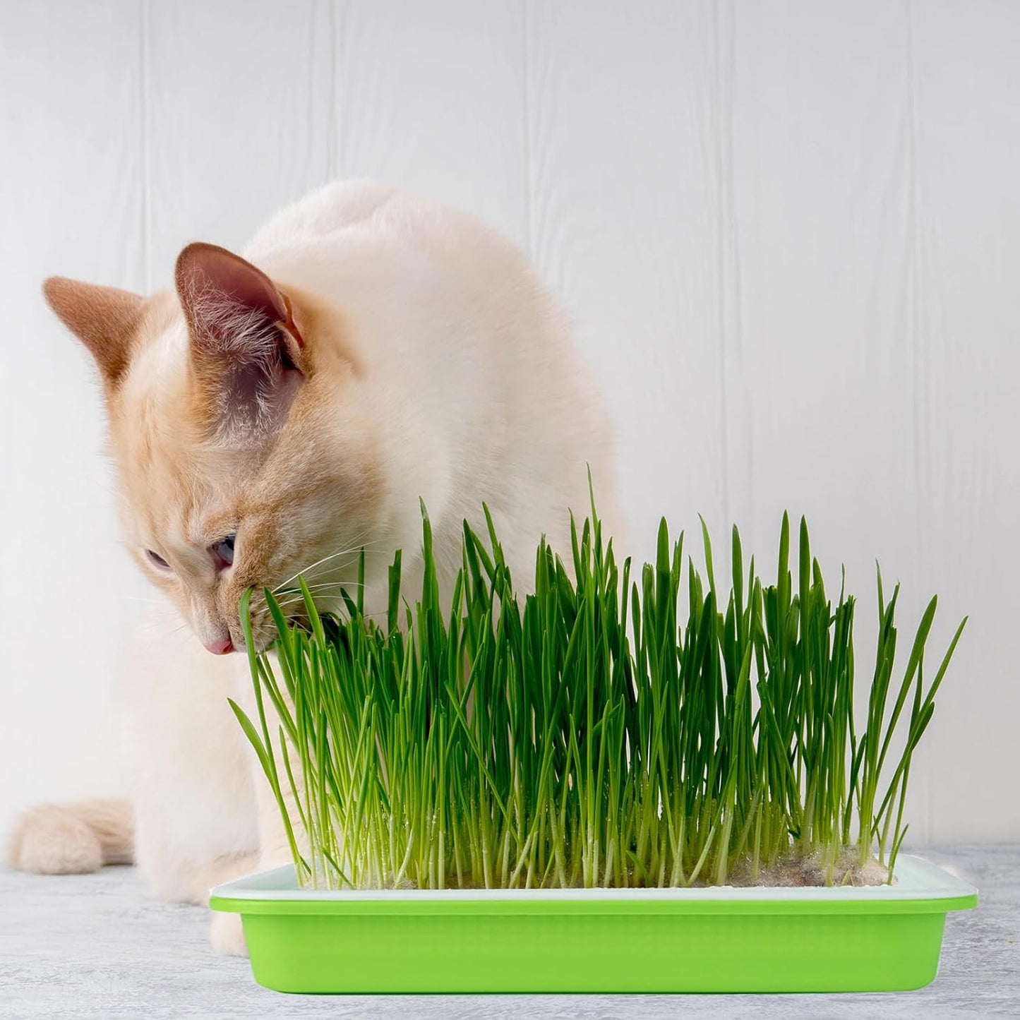 10 Pack Seed Sprouter Tray, Sprouter Microgreens Growing Kit BPA Free Nursery Tray Big Capacity Sprouts Growing Kit for Indoors or Outdoors Sprouting Seeds, Cat Grass, Beans, Wheatgrass