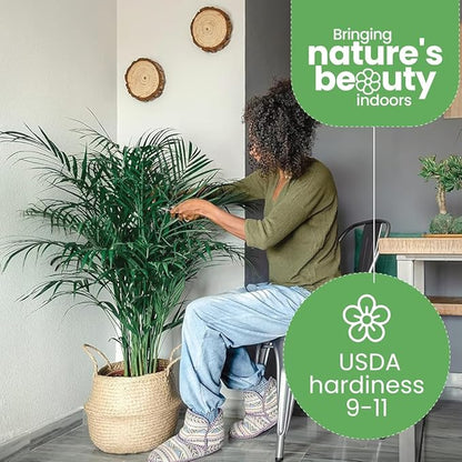 American Plant Exchange Live Areca Palm – 10-Inch Pot – Tropical Indoor Houseplant with Lush Feathery Fronds, Pet-Friendly Easy Care Plant for Homes, Offices, Patios & Decorative Containers