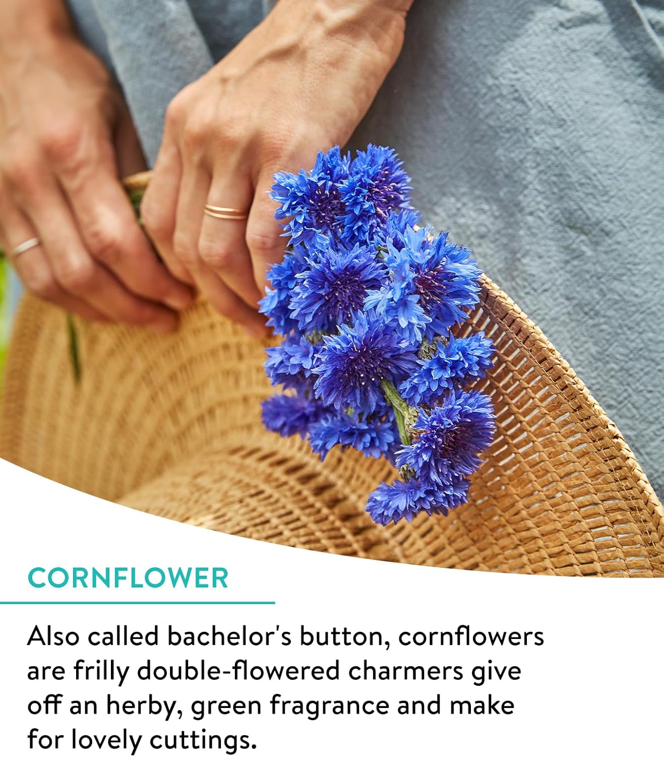 Burpee Wildflower Seeds Cutting Mix | 25,000 Bulk Seeds, Multi, 1 Bag | 15 Varieties of Non-GMO Flower Seeds | Perennial Wildflower Seeds Pollinator Mix | Covers 1,000 Sq. Ft.