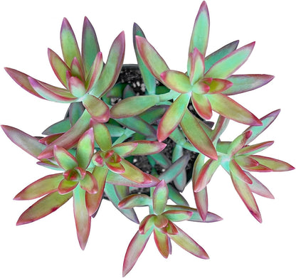 Sprout N Green Sedum Adolphi 'Firestorm', Live Succulent Fully Rooted in 4 inch Nursery Planter Pots with Soil, House Plant for Home Office Wedding Decoration DIY Projects Party Favor