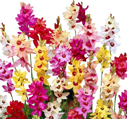Easy to Grow Ixia 'Magic Wand Mix' Plant Bulbs (80 Pack) - Colorful Mix Flowering Blooms in Spring to Summer Gardens