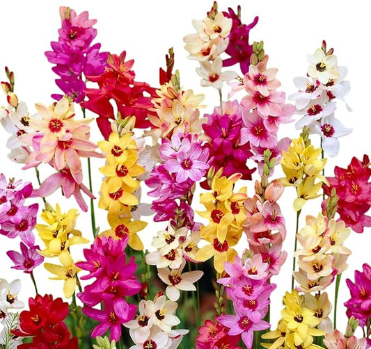 Easy to Grow Ixia 'Magic Wand Mix' Plant Bulbs (80 Pack) - Colorful Mix Flowering Blooms in Spring to Summer Gardens