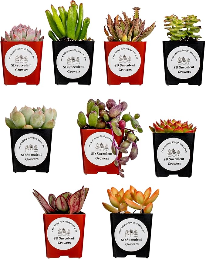 Live Succulents Plants Variety Pack - Well Rooted Plants in 2 Inch Pots - Real, Small, Assorted Houseplants for Indoor, DIY, Home Decor, Wedding, or Birthday Gifts (9 Pack)