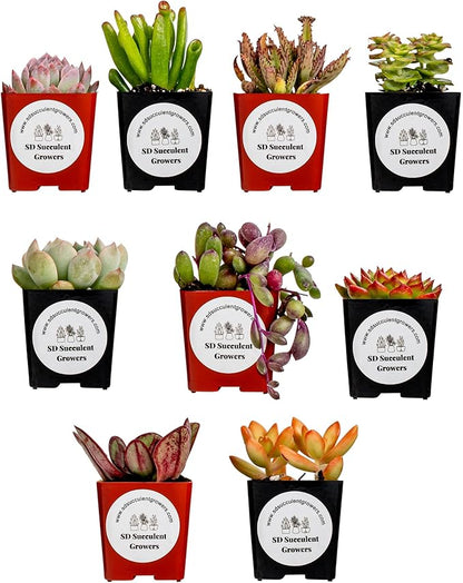 Live Succulents Plants Variety Pack - Well Rooted Plants in 2 Inch Pots - Real, Small, Assorted Houseplants for Indoor, DIY, Home Decor, Wedding, or Birthday Gifts (9 Pack)