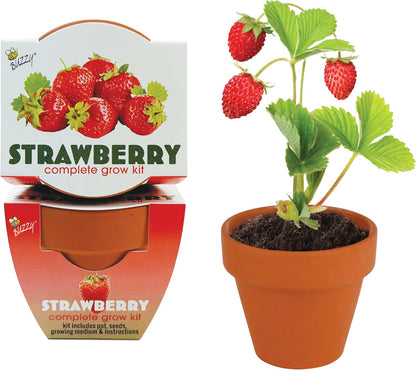 BUZZY Seeds Mini Terracotta Grow Pots | Alpine Strawberry DIY Plant Kit for Kids & Adults | 12-Pack Classic Collection | Indoor and Outdoor Planting, Wedding Favors, Gardening Gift