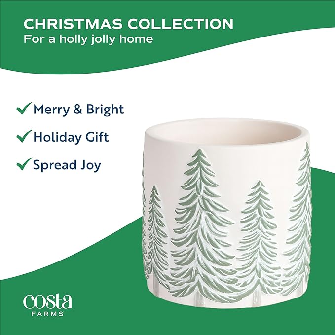 Costa Farms Live Christmas Tree, Small Norfolk Island Pine in Frosted Pine Trees Ceramic Plant Pot, Joy Holiday Decoration, Tabletop Christmas Gift, Holiday, Christmas Room Decor, 10-12 Inches Tall