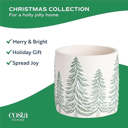 Costa Farms Live Christmas Tree, Small Norfolk Island Pine in Frosted Pine Trees Ceramic Plant Pot, Joy Holiday Decoration, Tabletop Christmas Gift, Holiday, Christmas Room Decor, 10-12 Inches Tall