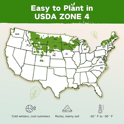 Lush&Dew Year-Round USDA Zone 4 Seed Bank, 32 Varieties Non-GMO Heirloom Seeds of Vegetables, Herbs, Gardening Gifts for Women Men, Emergency Survival Kit for Raised Garden Bed, Greenhouse