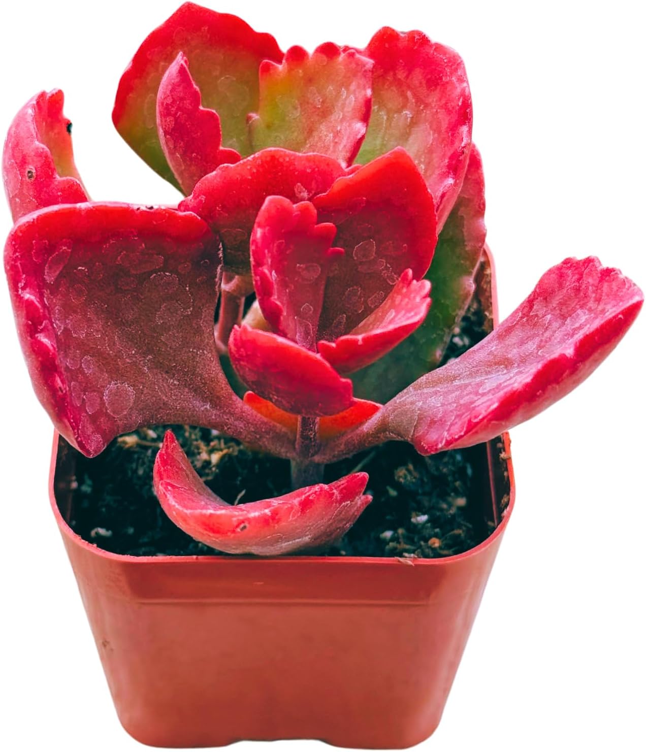 Succulents Plants Live 2inch Live Mini Succulent Plants, Easy Care House Plants Rooted in Succulent Soil Mix, by The Succulent Cult (Kalanchoe Longiflora Coccinea, 2 Inch)