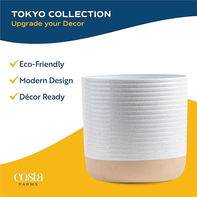 Costa Farms Cat Palm (2-Pack), Live Plants Houseplants in Decor Pots, Real Floor House Plant in Potting Soil, Housewarming Gift for New Home, Living Room, Office, Patio Palm Tree Decor, 3-4 Feet Tall