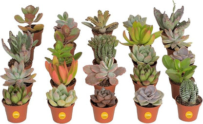Costa Farms Succulents (25 Pack), Live Mini Succulent Plants, Grower's Choice Live House Plants, Potted in Nursery Plant Pots, Potting Soil Mix, Bulk Baby Shower, Bridal Shower Gift, DIY, Party Favors