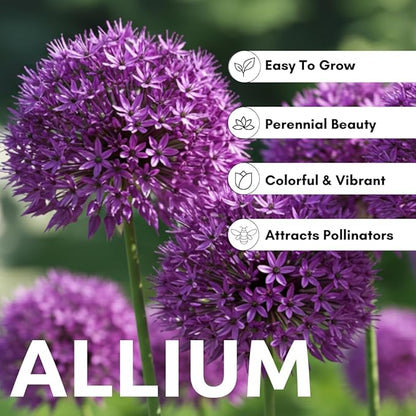 Purple Allium Bulbs for Planting - Easy to Grow Perennial Flowers, Top Size Bulbs, Large Spherical Blooms (10 Bulbs)