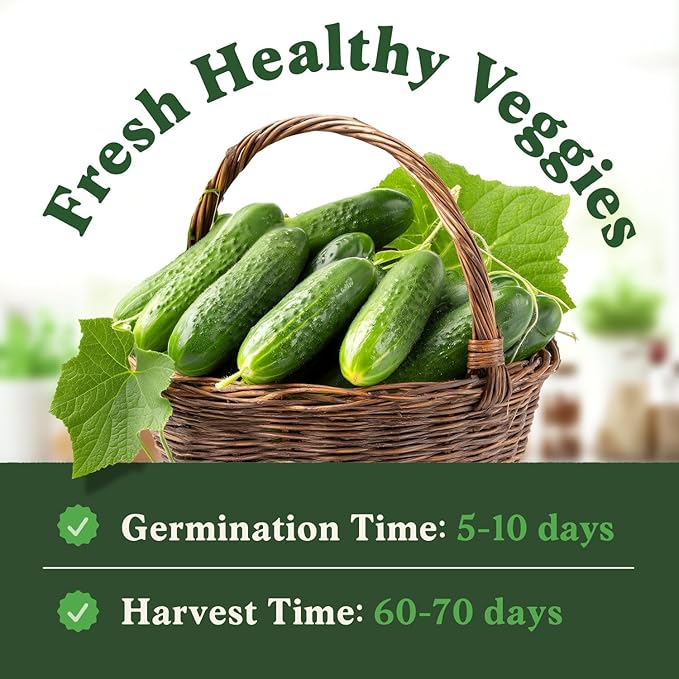 Seedboy Organic Cucumber Seeds for Planting Indoor and Outdoor, Non-GMO and USDA Certified Vegetable Seed Packet for Hydroponic Garden Indoor or Planting Outdoors (Marketmore Cucumber)