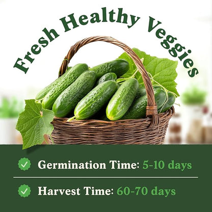 Seedboy Organic Cucumber Seeds for Planting Indoor and Outdoor, Non-GMO and USDA Certified Vegetable Seed Packet for Hydroponic Garden Indoor or Planting Outdoors (Marketmore Cucumber)