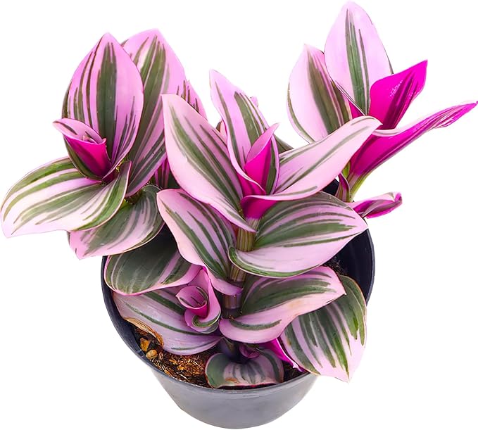 Sprout N Green Tradescantia Nanouk, 1 Pack Rare Live Succulent Plant Fully Rooted in 4" Pot, Real House Plant for Indoor Outdoor Home Office Wedding Decoration Party Favor