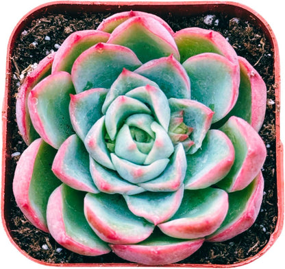 Succulents Plants Live 2inch Live Mini Succulent Plants, Easy Care House Plants Rooted in Succulent Soil Mix, by The Succulent Cult (Echeveria Elegans, 2 Inch)