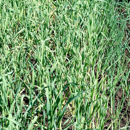 1 Pound Garlic for Planting in Fall Hardneck, 8-10 Red Garlic Bulbs for Planting, Fresh and High Yield Bulb Variety Pack, Hardy and Fast Growing