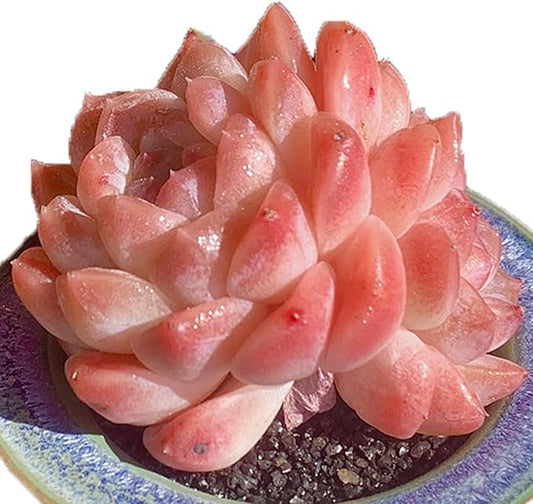 FWPP Live Succulents Plants Echeveria Ruby 2.5 inches,Rare red Succulents Bare Root Without Pot Soil, Live Plants Indoor Office Decoration Wedding and Gift