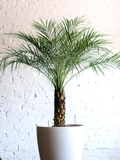 Dwarf Date Palm Seeds – Slow-Growing Perennial Palm (Phoenix roebelenii) | Indoor/Outdoor Ornamental, Non-GMO, Tropical Landscape Plant