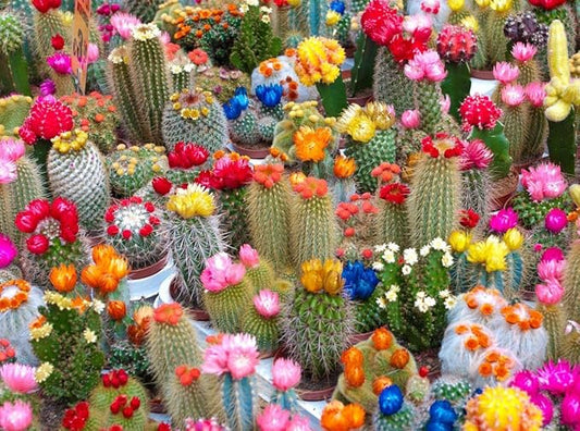 25+ Seeds Cactus Rare Succulents Cacti - Flower Mix