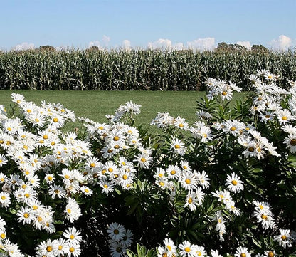 Englemann Daisy Seeds - Perennial Native - 6500 Seeds