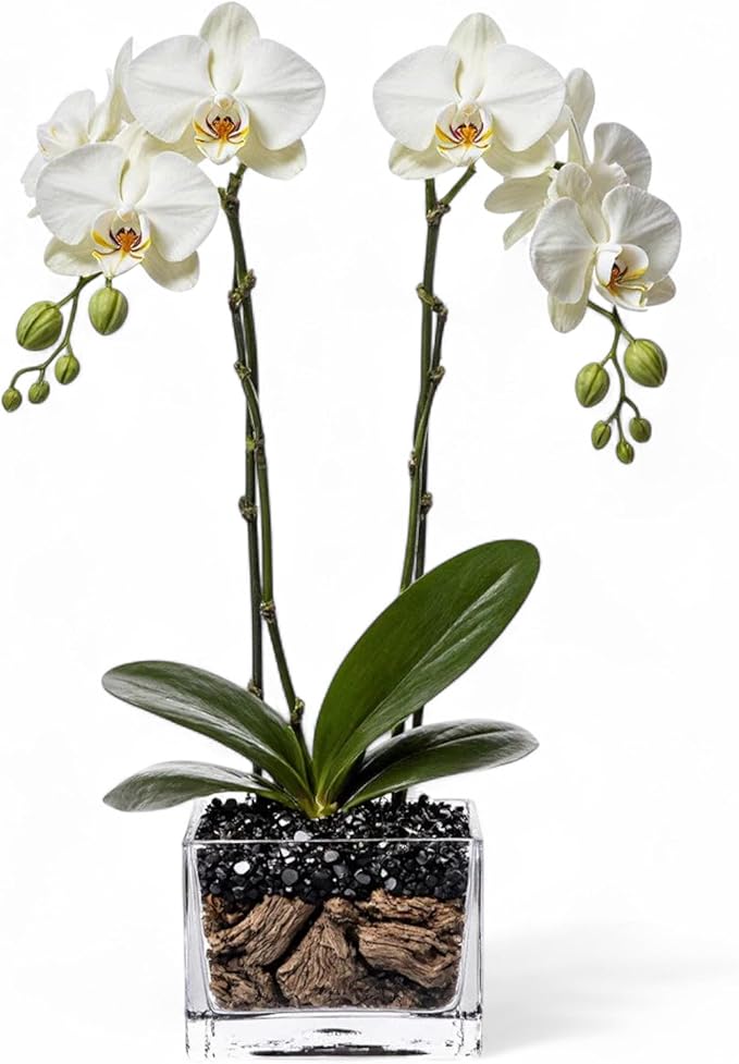 Live White Double Stem Phalaenopsis Orchid Plant with Obsidian - Premium Flowering Houseplant for Home Office Decor, Easy Care Live Plant