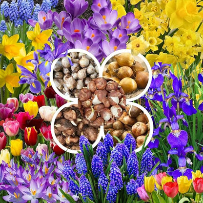 50 Days Blooms Mixed Flower Bulbs, Earliest Spring Blooms, Vibrant Colorful, Cold Hardy, Top Size Bulb for Easy Care, Flowerbeds