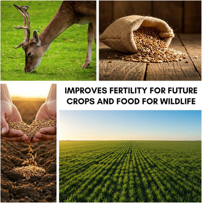 Perennial Ryegrass Seeds for Planting - Premium Quality Non-GMO Grass Seed for Lawns, Pastures, and Sports Fields (1/2 Pound)