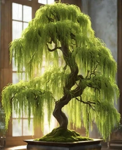 Eversong Weeping Willow Bonsai Tree Cutting to Grow - Thick Trunk Cutting, Fast Growing- Great Gift