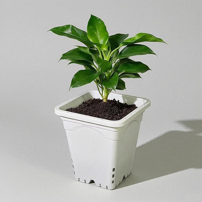 HG9X9SW 9"x9" Square Grayish-White Light-Blocking Plastic Planter with Hanging Holes, Hydroponic Side Holes, Indoor/Outdoor, 10" Tall, Pack of 24