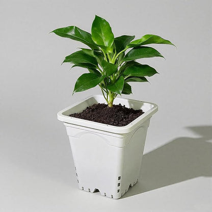 HG9X9SW 9"x9" Square Grayish-White Light-Blocking Plastic Planter with Hanging Holes, Hydroponic Side Holes, Indoor/Outdoor, 10" Tall, Pack of 24