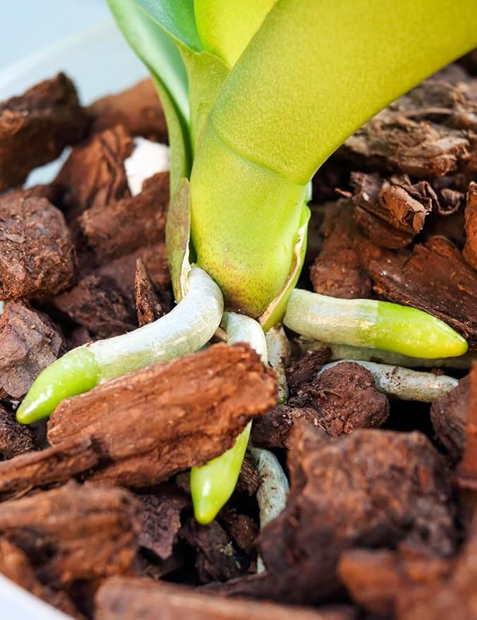 TOYPOPOR Orchid Potting Mix, Orchid Bark with Perlite, Potting Soil Medium for Plants Indoor, Pine Bark Wood Chips for Houseplant Fast Drainage, Water Retention, Air Flow and Root Ventilation 1 Quart