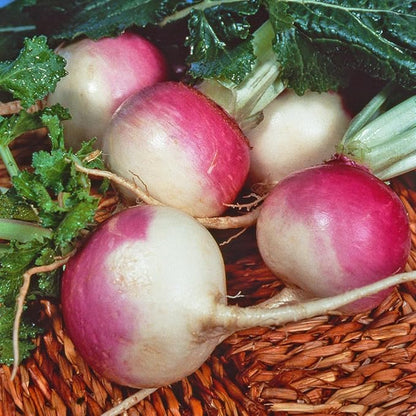GURNEY'S - Turnip Purple Top White Globe Vegetable Seeds, 2 Seed Tape Measuring 7.5 feet Each