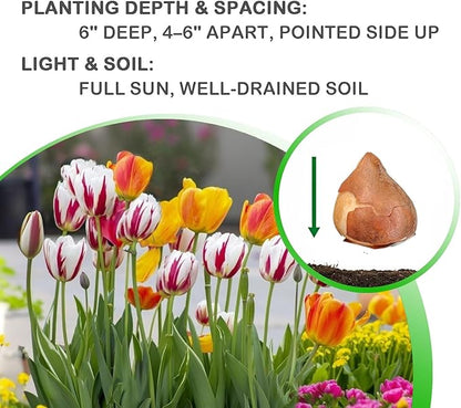 Mixed Sorbet Tulips – 8 Bulbs | Pink, Red & White Perennial Flowers - Spring Blooming | Easy-to-Grow Rembrandt Tulips for Rock Gardens, Borders & Containers – Zones 3–8 | Butterfly & Bee Attracting