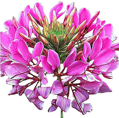 Mixed Cleome - Spider Plants - Nectar Flower for Monarch Butterflies - Large Paclage - 5000 Seeds