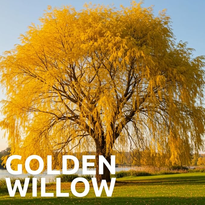 Alexa's Elegant Weeping Duo - 4 Live Trees to Plant - 2 Stunning Live Potted Blue Chinese Wisteria Seedlings - 2 Gold Weeping Willow Cuttings to Grow - Make Your Yard Stand Out