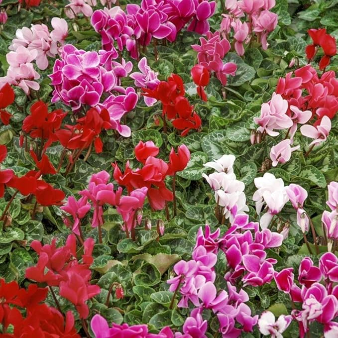 Pink Cyclamen Bulb Collection – 3, 6 or 9 Premium Indoor/Outdoor Hardy Cyclamen for Shade | Colorful Pink/White Flowers & Marbled Leaves | Bloom Fall to Spring – Zones 6–9 (9 Bulbs)