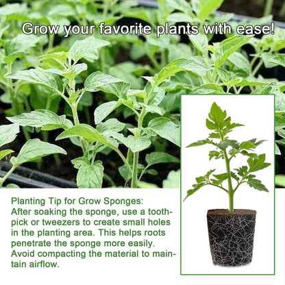 50 Packs Cuttage Grow Sponges, Pods Root Growth Sponge Eco Friendly PH Balance, Square Sponge Replacement Part Seedling Starter Sponges for Hydroponic Indoor Garden System Cuttage Rooting