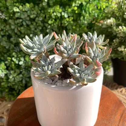 Dudleya Gnoma S.W.McCabe Rare Live Succulent Plants, Over 5 Heads Pot Size 3.4 inches Pink Live Plant, Excludes Pot Soil, Garden Indoor Office Desk, Party Baby Shower Decor, Gift for Plant Enthusiasts