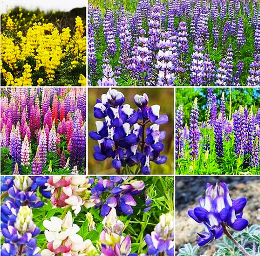 Mixed Lupines with Many Colors - 250 Seeds