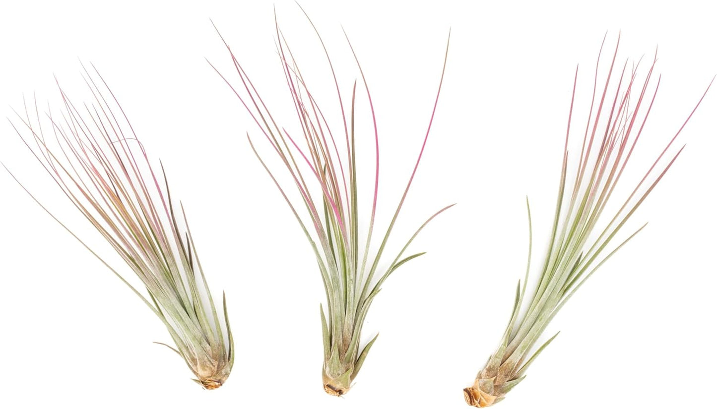 Fuchsia Colorful Tillandsia Air Plants - Long Lasting Color Enhanced Live Tillandsia Succulent House Plants - Home and Garden Decor - Easy Care Indoor/Outdoor Plants (Juncea, Pack of 3)