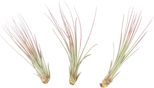 Fuchsia Colorful Tillandsia Air Plants - Long Lasting Color Enhanced Live Tillandsia Succulent House Plants - Home and Garden Decor - Easy Care Indoor/Outdoor Plants (Juncea, Pack of 3)