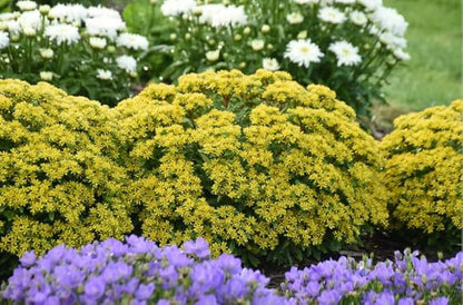 Proven Winners 0.65 Gal, Rock 'N Round™ 'Bright Idea' Stonecrop (Sedum), Live Plant, Yellow Flowers and Green Foliage, 0.65 Gallon (SEDPWP1147103)