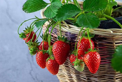 Gardenera Strawberry Premium Potting Soil Mix - Ideal Blend for Growing Robust and Flavorful Strawberries - 1 Quart