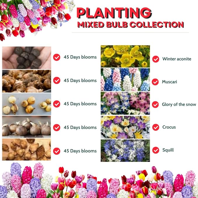 50 Days Blooms Mixed Flower Bulbs, Earliest Spring Blooms, Vibrant Colorful, Cold Hardy, Top Size Bulb for Easy Care, Flowerbeds