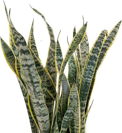 United Nursery Live Snake Plant, Sansevieria Trifasciata Laurentii, Variegated Snake Plant, 2-3 ft. Tall Mother in Laws Tongue House Plant for Indoor and Outdoor (Cream Decor Pot)