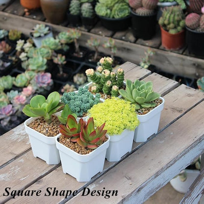 BangQiao 60 Pack 3.15 Inch Small White Plastic Square Nursery and Seedling Pot with Drainage Hole for Germination, Cactus, Herb, Succulent