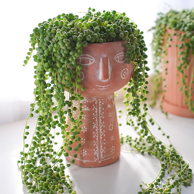4" String of Pearls, Live Trailing Succulent Fully Rooted in Pots with Soil Mix, Rare House Plant for Home Office Wedding Hanging Decoration, DIY Projects, Party Favor